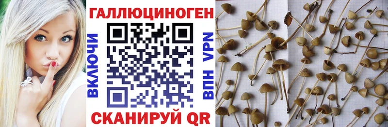 Псилоцибиновые грибы MAGIC MUSHROOMS  hydra tor  Спасск 
